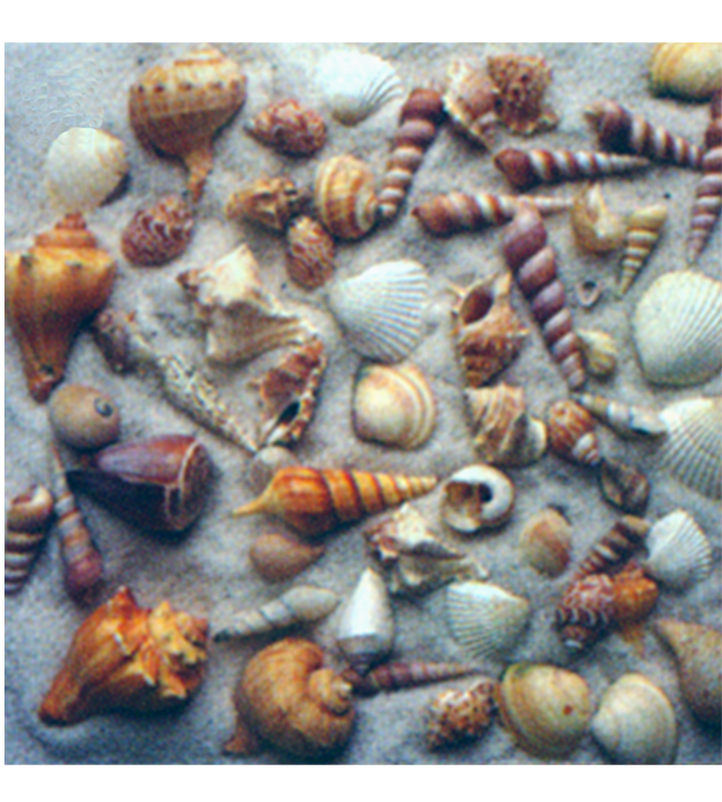 Bag of Assorted Sea Shells 1 Lb.